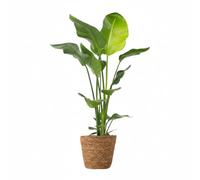 Plant in a Box - Strelitzia Nicolai XL - Dans un panier en jonc de mer - Grande plante verte interieur vivante - Plante oiseau du paradis - Pot 21cm - Hauteur 90-110cm