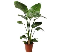 Plant in a Box - Strelitzia Nicolai XL - Pokon - Grande plante verte interieur vivante - Plante oiseau du paradis - Pot 21cm - Hauteur 90-110cm