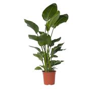 Plant in a Box - Strelitzia Nicolai XXL - Grande plante verte interieur vivante - Plante oiseau du paradis - Pot 28cm - Hauteur 150-170cm