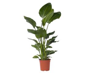 Plant in a Box - Strelitzia Nicolai XXL - Grande plante verte interieur vivante - Plante oiseau du paradis - Pot 28cm - Hauteur 150-170cm