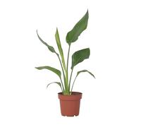 Plant in a Box - Strelitzia Reginea - Plante oiseau du paradis - Plante verte interieur vivante exotiques d'interieur - Pot 9cm - Hauteur 25-40cm