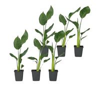 Plant in a Box - Strelitzia Reginea - Set de 6 - Plante oiseau du paradis - Plante verte interieur vivante exotiques d'interieur - Pot 9cm - Hauteur 25-40cm