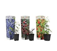 Plant in a Box - Super-fruits - Mélange de 3 - Arbres fruitiers - Lycium barbarum, vaccinium corymbosum, vaccinium macrocarpon - Pot 9cm - Hauteur 25-40cm
