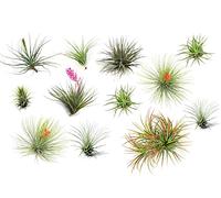 Plant in a Box - Tillandsia mélange de plantes - Set de 12 - Plantes aériennes vraies - Plantes d'ambiance - Plantes d'intérieur - Hauteur 5-15cm