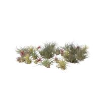 Plant in a Box - Tillandsia mélange de plantes - Set de 24 - Plantes aériennes vraies - Plantes d'ambiance - Plantes d'intérieur - Hauteur 5-15cm