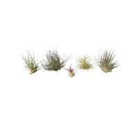 Plant in a Box - Tillandsia mélange de plantes - Set de 5 - Plantes aériennes vraies - Plantes d'ambiance - Plantes d'intérieur - Hauteur 5-15cm