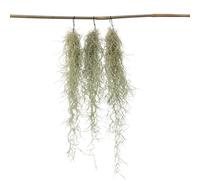 Plant in a Box - Tillandsia Usneoides 'Mousse espagnole' - Set de 3 - Plantes d'ambiance - Plantes d'intérieur - Décoration - Hauteur 25-40cm