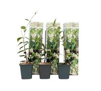 Plant in a Box - Trachelospermum jasminoides - Set de 3 - Jasmin plante etoile grimpant - Fleurs blanc - Pot 9cm - Hauteur 25-40cm