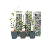 Plant in a Box - Trachelospermum jasminoides - Set de 3 - Jasmin plante etoile grimpant - Fleurs rose - Pot 9cm - Hauteur 25-40cm