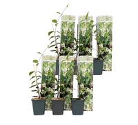 Plant in a Box - Trachelospermum jasminoides - Set de 6 - Jasmin plante etoile grimpant - Fleurs blanc - Pot 9cm - Hauteur 25-40cm