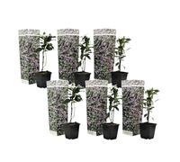 Plant in a Box - Trachelospermum jasminoides - Set de 6 - Jasmin plante etoile grimpant - Fleurs rose - Pot 9cm - Hauteur 25-40cm