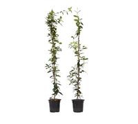 Plant in a Box - Trachelospermum jasminoides - Set de 8 - XL Jasmin etoile grimpant - Fleurs blanc - Pot 17cm - Hauteur 110-120cm