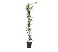 Plant in a Box - Trachelospermum jasminoides - XL Jasmin etoile grimpant - Fleurs blanc - Pot 17cm - Hauteur 110-120cm