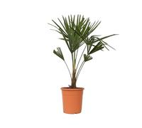 Plant in a Box - Trachycarpus Fortunei - Palmier de Chine - Palmier exterieur - Pot 21cm - Hauteur 65-75cm