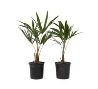 Plant in a Box - Trachycarpus Fortunei - Palmier de Chine - Palmier exterieur - Set de 2 - Pot 15cm - Hauteur 35-45cm