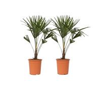 Plant in a Box - Trachycarpus Fortunei - Palmier de Chine - Palmier exterieur - Set de 2 - Pot 21cm - Hauteur 65-75cm