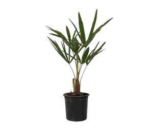Plant in a Box - Trachycarpus Fortunei - Set de 4 - Palmier de Chine - Palmier exterieur - Pot 15cm - Hauteur 35-45cm