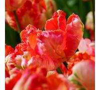 Plant in a Box - Tulipa Apricot Parrot - Bulbes de Tulipes - Set de 14 - Bulbes à Fleurs pour Jardin, Terrasse ou Balcon