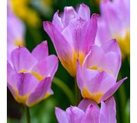 Plant in a Box - Tulipa bakeri Lilac Wonder - Bulbes de tulipes - Set de 100 - Bulbes à floraison précoce pour le jardin - Splendeur hollandaise