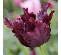 Plant in a Box - Tulipa Black Parrot - Bulbes à fleurs - Set de 14 - Tulipe perruche - Violet foncé