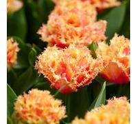 Plant in a Box - Tulipa Brisbane - Bulbes de fleurs - Set de 15 - Tulipe - Rose - Tulipes de Hollande