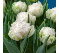 Plant in a Box - Tulipa 'Cristal de neige' - Bulbes à fleurs - Set de 15 - Tulipe - Blanc - Floraison précoce