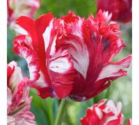 Plant in a Box - Tulipa Estella Rijnveld - Set de 21 - Bulbes de Tulipes - Bulbes de Fleurs Résistantes pour Jardin, Terrasse ou Balcon