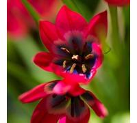Plant in a Box - Tulipa Little Beauty - Bulbes - Set de 40 - Tulipes - Rouge - coeur bleu et blanc - Vivace