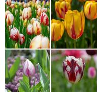 Plant in a Box - Tulipa 'Mélange de beauté flamboyant' - Bulbes de tulipes - Set de 30 - Bulbes à floraison précoce pour le jardin - Splendeur hollandaise