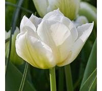 Plant in a Box - Tulipa Northcap - Bulbes à fleurs - Set de 14 - Tulipe - Blanche - Tulipes de Hollande
