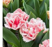 Plant in a Box - Tulipa Queensland - Bulbes de fleurs - Set de 15 - Tulipe - Blanc rosé - Tulipes de Hollande