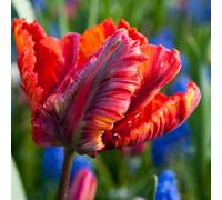 Plant in a Box - Tulipa Rasta Parrot - Bulbes de Tulipes - Set de 15 - Bulbes à Fleurs pour Jardin, Terrasse ou Balcon