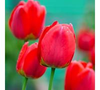 Plant in a Box - Tulipa Red Impression - Bulbes de fleurs - Set de 14 - Tulipe - Rouge - Tulips de la Hollande