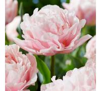 Plant in a Box - Tulipa 'Rêveuse' - Bulbes de Tulipes - Set de 15 - Bulbes à Fleurs pour Jardin, Terrasse ou Balcon