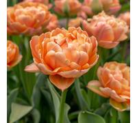 Plant in a Box - Tulipe - Set de 15 - Tulipa 'Copper Image' - Bulbes à fleurs