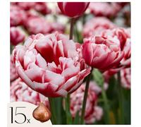 Plant in a Box - Tulipe - Set de 15 - Tulipa 'Drumline' - Bulbes à fleurs - Rose