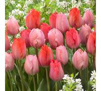 Plant in a Box - Tulipes Roses et Rouges - Mélange de 40 - Bulbes à Fleurs pour Jardin, Terrasse ou Balcon
