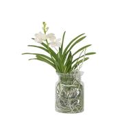 Plant in a Box - Vanda 'Bose' en vase - Orchidée - Blanc - Hauteur 45cm