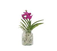 Plant in a Box - Vanda 'Bose' en vase - Orchidée - Cerise - Hauteur 45cm