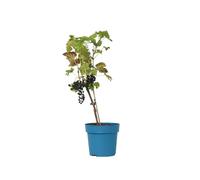 Plant in a Box - Vitis vinifera 'Nero' - Plant de raisin - ⌀21cm - Hauteur 60-75cm