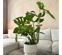 Plant in a Box - Volet de fenêtre - Monstera Deliciosa - Avec panier décoratif - Hauteur 70-80cm - Pot 21cm - Plante d'intérieur verte