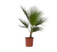 Plant in a Box - Washingtonia Robusta - Palmier Mexicain - Plante de jardin - Pot 21cm - Hauteur 70-90cm