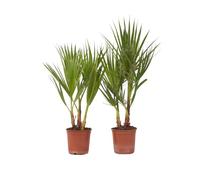 Plant in a Box - Washingtonia Robusta - Palmier Mexicain - Set de 2 - Pot 15cm - Hauteur 50-60cm