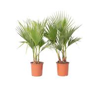 Plant in a Box - Washingtonia Robusta - Palmier Mexicain - Set de 2 - Pot 21cm - Hauteur 70-90cm