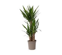 Plant in a Box - Yucca Éléphantipes - Palmier plante d'intérieur grande - Pot 21cm - Hauteur 70-80cm