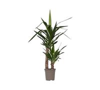 Plant in a Box - Yucca Éléphantipes - Plante d'intérieur - Pied d'éléphant - Pot 17cm - Hauteur 70-80cm