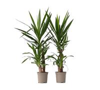 Plant in a Box - Yucca Éléphantipes - Set de 2 - Pied d'éléphant - Palmier plante d'intérieur grande - Pot 21cm - Hauteur 70-80cm