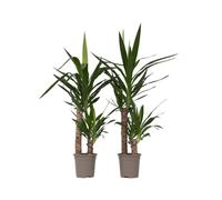 Plant in a Box - Yucca Éléphantipes - Set de 2 - Plante d'intérieur - Pot 17cm - Hauteur 70-80cm