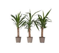 Plant in a Box - Yucca Éléphantipes - Set de 3 - Pied d'éléphant - Plante d'interieur - Pot 14cm - Hauteur 50-60cm