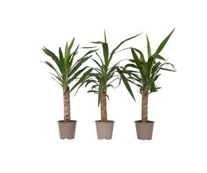Plant in a Box - Yucca Éléphantipes - Set de 3 - Pied d'éléphant - Plante d'interieur - Pot 14cm - Hauteur 50-60cm